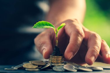 Yatırım konseptine dönüş ve kar amaçlı para biriktirme bulanık doğal bir arka planda Seedling