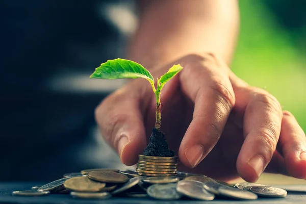 Return on investment concept and saving money for profit Seedling on a blurred natural background