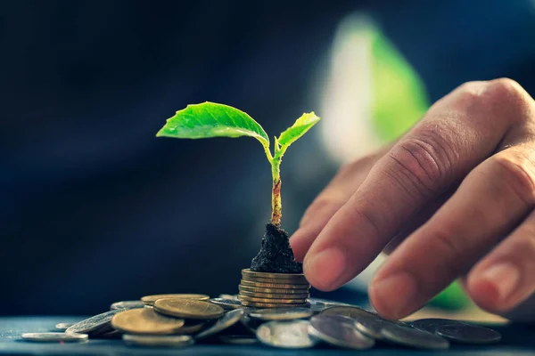 Returnarea Conceptului Investiții Economisirea Bani Pentru Profit Seedling Fundal Natural — Fotografie, imagine de stoc