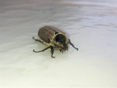 Melolontha. Beyaz arka planda bir böcek olabilir