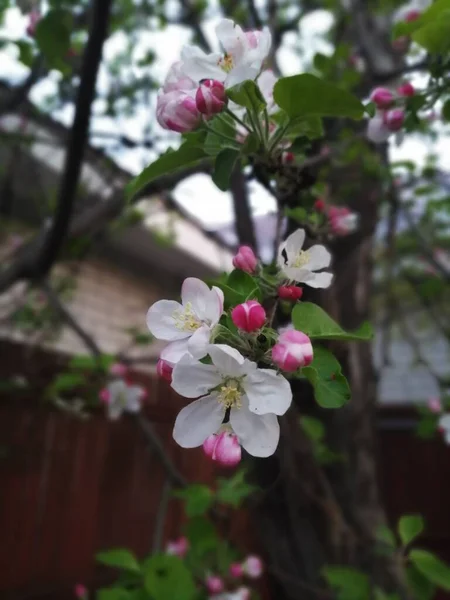 Ramo Uma Árvore Maçã Com Flores Brancas Florescentes — Fotografia de Stock