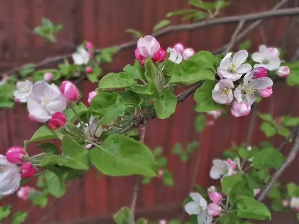 Ramo Uma Árvore Maçã Com Flores Brancas Florescentes — Fotografia de Stock