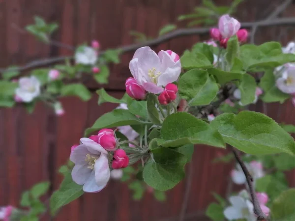 Ramo Uma Árvore Maçã Com Flores Brancas Florescentes — Fotografia de Stock