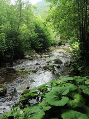 Abhazya 'daki ormandaki dağ nehri.