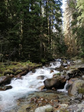 Kafkasya ve dağ nehrindeki bir ormanda antik çam ağaçları