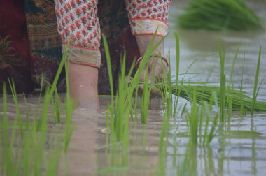 Çıplak elle çeltik yetiştiren kadınların yakın çekimi.