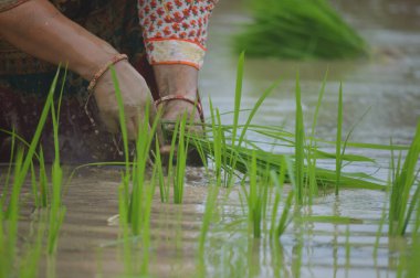 Çıplak elle çeltik yetiştiren kadınların yakın çekimi.