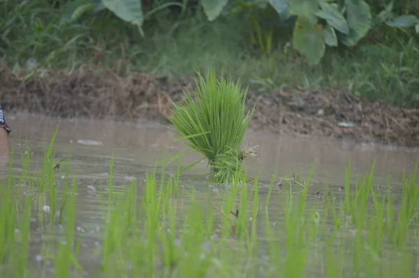 Tarlada Çeltik Yetiştirirken Yeşil Çeltik Tohumu — Stok fotoğraf
