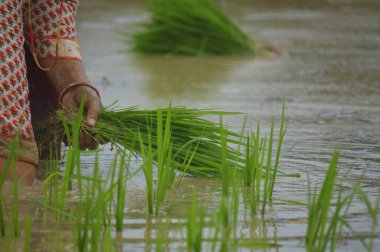 İki eliyle çeltik yetiştiren kadınlar