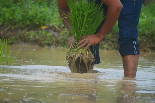 Uomo Che Tiene Fascio Risaie Immerge Nell Acqua — Foto Stock