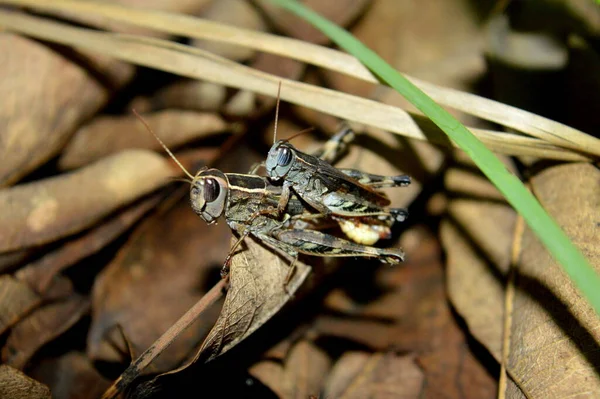 Primer Plano Grasshopper Teniendo Sexo Por Noche —  Fotos de Stock