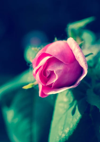 Rosa Floração Selvagem Rosa Jardim Ensolarado Primavera — Fotografia de Stock