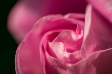 Nazik bir pembe Gül tomurcuğu. Nazik romantik tatil kartı