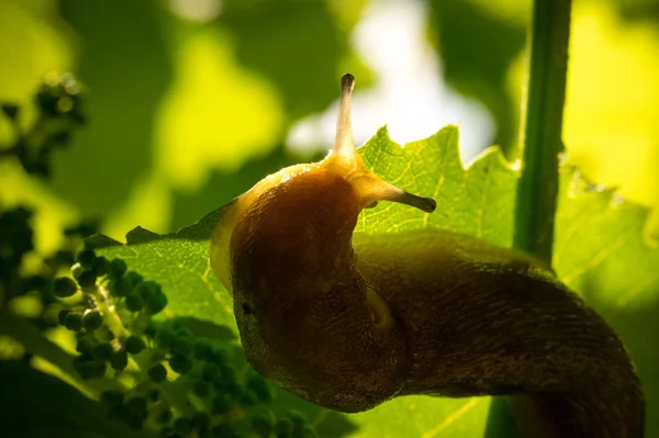 Limace Jardin Sur Une Feuille Vigne Dans Jardin Ensoleillé — Photo