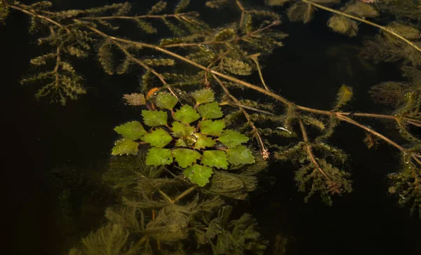 Feuchtweiher Grüne Süßwasseralgen — Stockfoto