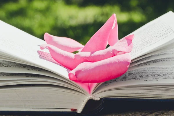 Livro Velho Pétalas Rosa Rosa — Fotografia de Stock