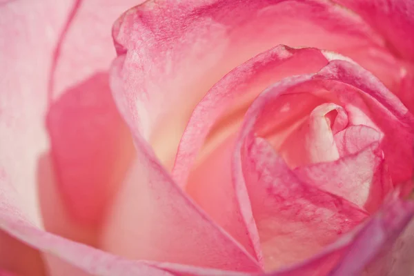 Pétalas Uma Rosa Doce Aumentaram Buquê Festivo Closeup Floral — Fotografia de Stock