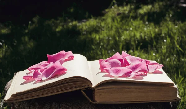 Vintage book and rose petals. Summer garden