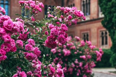 Eski bir İngiliz parkta Blooming gül