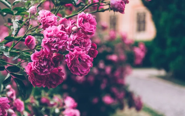 玫瑰盛开的灌木 夏日英语花园 — 图库照片