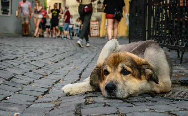 Chien Sans Abri Désespéré Piétons Indifférents — Photo