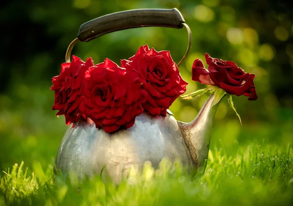Bule Velho Rosas Vermelhas Buquê Verão Jardim Ensolarado — Fotografia de Stock