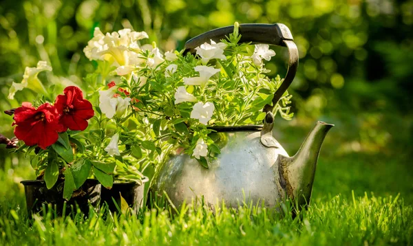 Tetera Vieja Brotes Flores Decoración Jardín Verano — Foto de Stock