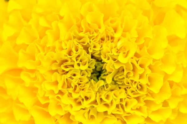 Natural Background Yellow Carnation Flower — Stock Photo, Image