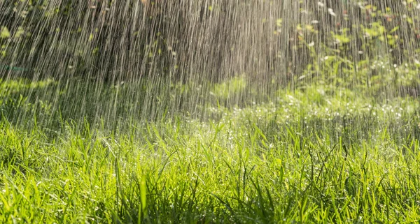 新鮮な雨と夏の緑の庭園 — ストック写真