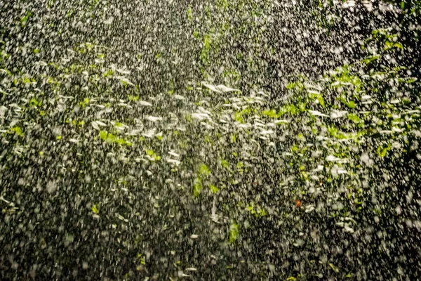 Капли Дождя Летний Сад — стоковое фото