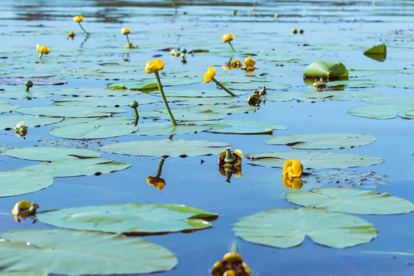 Havuzda su yüzeyi sarı nilüferler yansıyan
