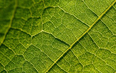 Taze yeşil yaprak dokusu