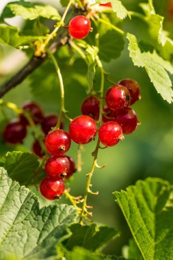 Olgun kırmızı kuş üzümü ve yaz meyve bahçesi