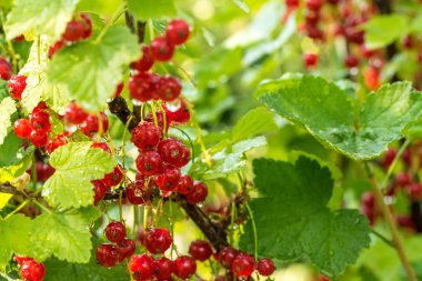 Kırmızı üzümlü taze sabah çiği damlaları.