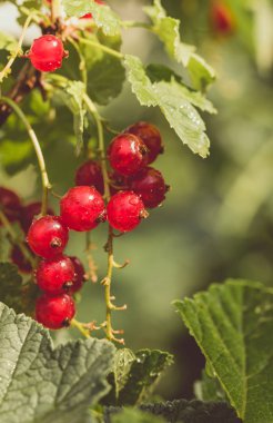 Olgun sulu kırmızı kuş üzümü Bush. Yaz Bahçesi