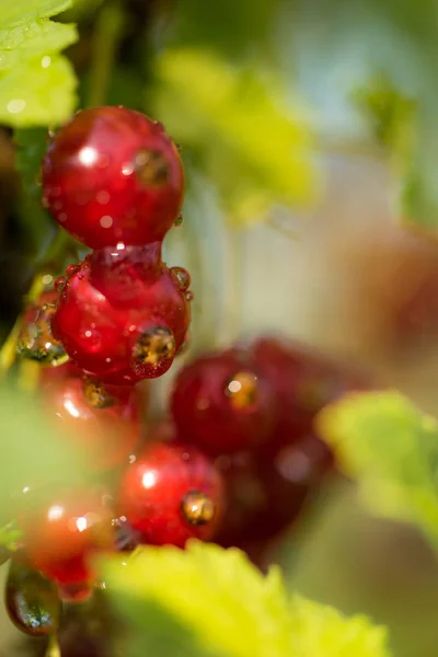 Drops Fresh Morning Dew Red Berries Ripe Currants Summer Morning — Stock Photo, Image