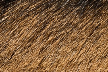 Doğal doku vahşi geyik kaplamalar. Hayvan macrophotography