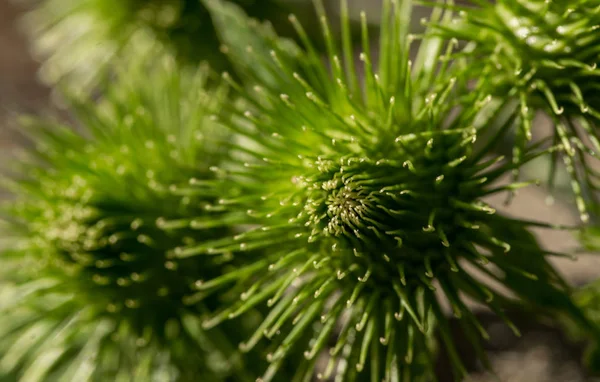 Grüne Stachelklette Rohstoffe Für Die Pflanzliche Medizin — Stockfoto
