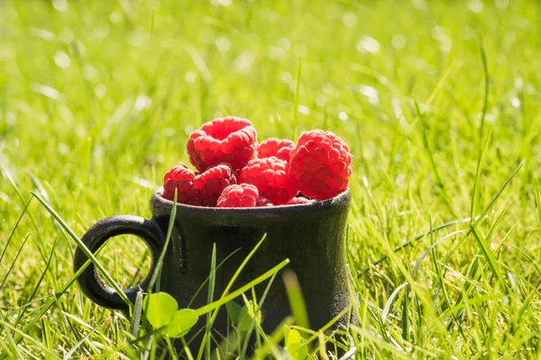 Green Sunny Garden Ripe Berries Gathered Raspberries — Stock Photo, Image