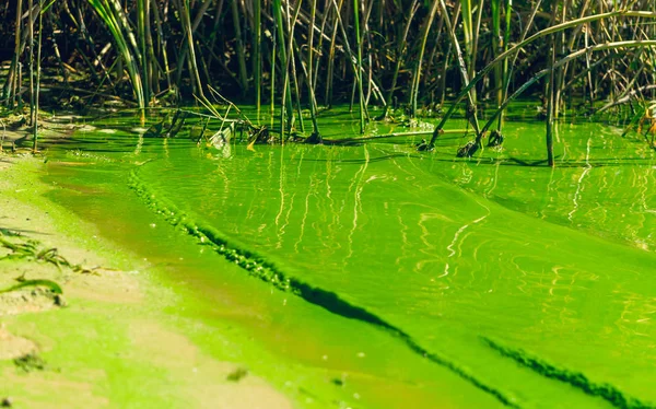 Crisis Ecológica Río Pantanoso — Foto de Stock