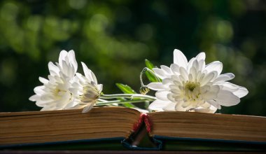 Beyaz kasımpatı ve eski kitabın sayfalarında