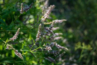 Çiçekli yabani nane. Yaz çayır