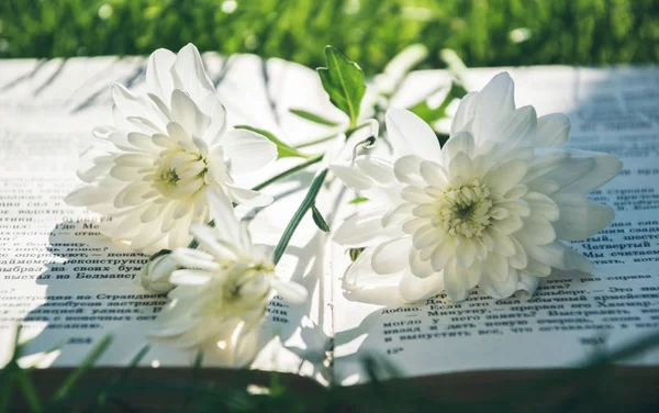 White chrysanthemum flowers and an old book