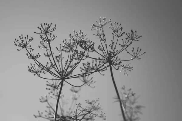 Парасолькова Паростка Кропу Небо Чорно Біле Фото — стокове фото