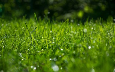 Çiy damlalarında yeşil çimenler