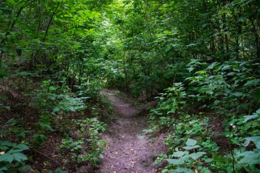 Yaz ormandaki pitoresk toprak yol