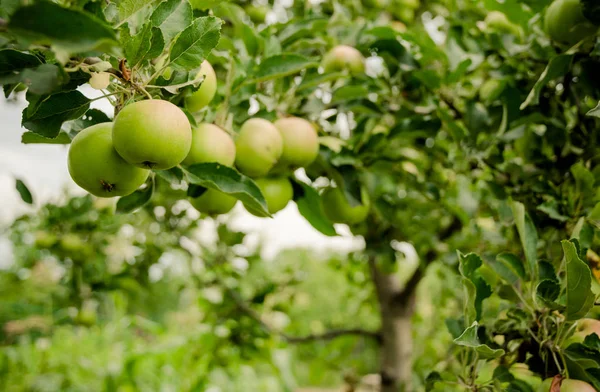 Zomer Groene Appels Frisse Tuin — Stockfoto