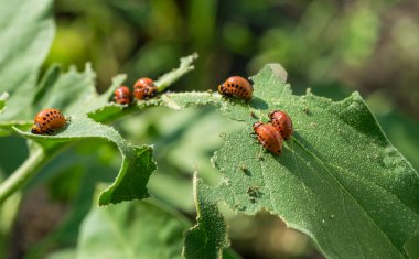 Yeşil patates Colorado haşere böcek larvaları yaprak