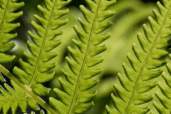 Gröna Färska Fern Leaf — Stockfoto
