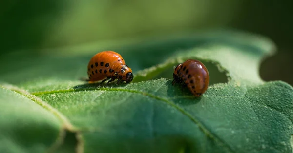 在绿色的夏日花园里 科罗拉多甲虫的幼虫 蔬菜害虫 — 图库照片